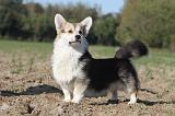 CORGI PEMBROKE 667